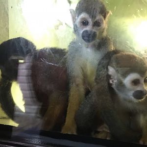 Squirrel monkeys