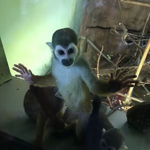 Squirrel monkey
