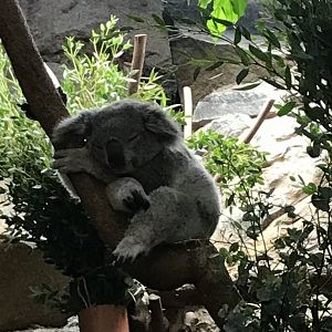 Koala