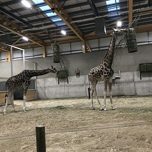 Giraffes