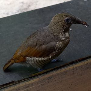 King bird of paradise - juvenile male