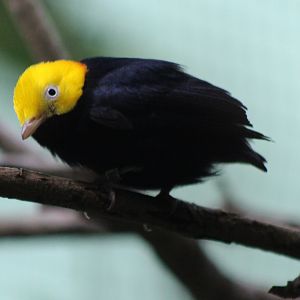 Golden-headed manakin - male