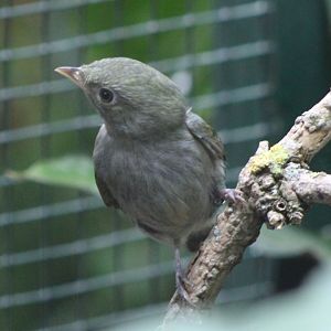 Golden-headed manakin - female