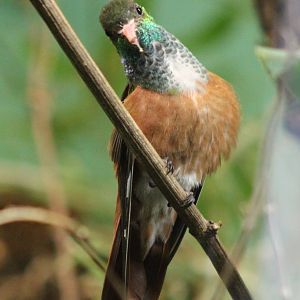 Amazilia hummingbird - Amazilia amazilia