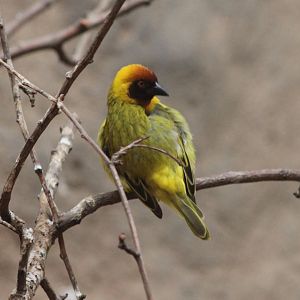 Vitelline masked weaver