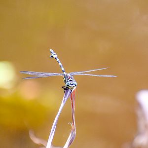 Australian Tiger (Ictinogomphus australis)