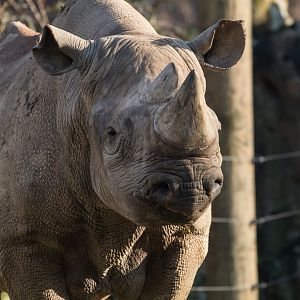 Eastern black rhinoceros (Diceros bicornis michaeli) "Usoni"