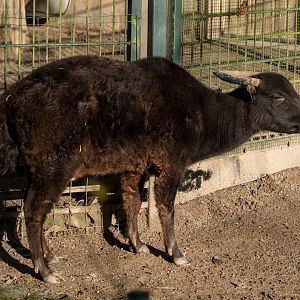 Mountain Anoa (Bubalus quarlesi) "Idris"