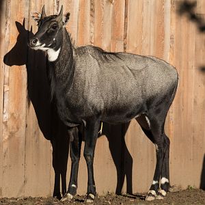 Nilgai (Boselaphus tragocamelus)