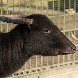 Mountain Anoa (Bubalus quarlesi) "Idris"