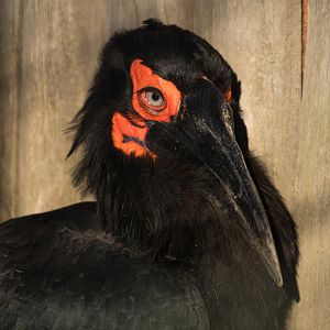 Southern ground-hornbill (Bucorvus leadbeateri)