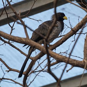 Western plantain-eater (Crinifer piscator)