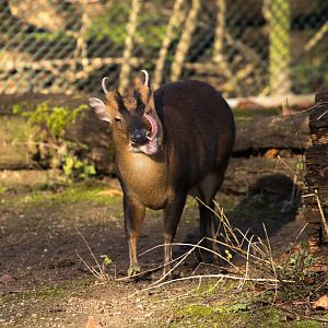 Reeves's muntjac (Muntiacus reevesi micrurus)