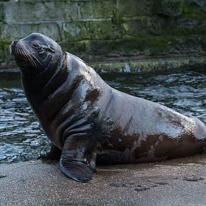 California sea lion (Zalophus californianus)