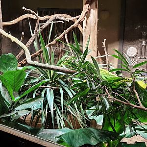 Enclosure Eastern green mamba