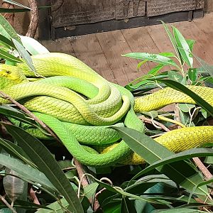 Eastern green mamba