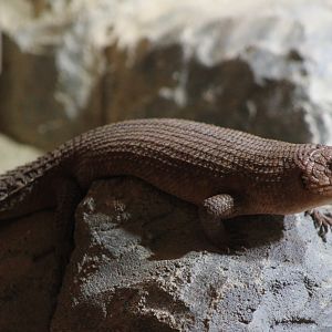 Gidgee skink