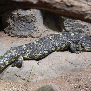 Shingleback skink