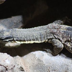 Kimberley rock monitor
