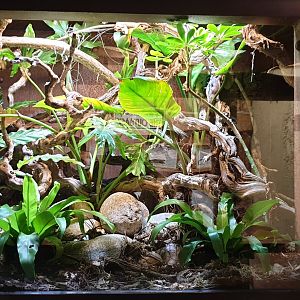 Enclosure Green keel-bellied lizard