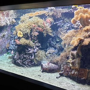 Smaller Reeffish tank