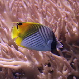 Threadfin butterflyfish