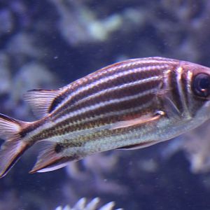 Crown squirrelfish