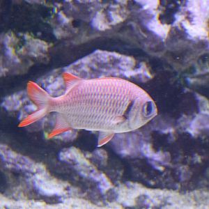 Pinecone soldierfish