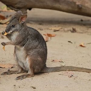 （New）Parma Wallaby