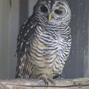 Chaco owl