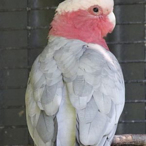 Galah