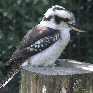 Kookaburra