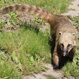 Ring-tailed coati