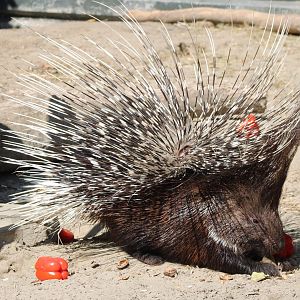 Crested porcupine
