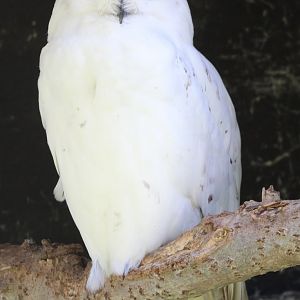 Snowy owl