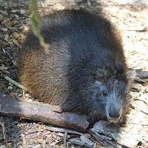 Desmarest's hutia