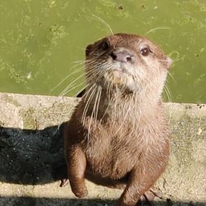 Asian small clawed otter
