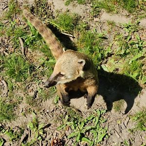 Ring-tailed coati