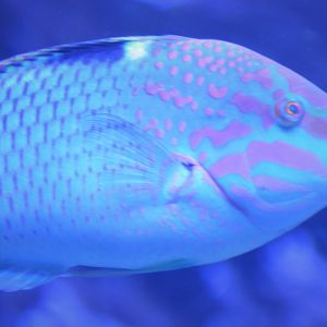Wrasse ID (SeaWorld Orlando)