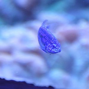 Damselfish ID (SeaWorld Orlando)