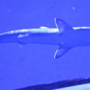 Carcharhinus acronotus? Shark ID (SeaWorld Orlando)