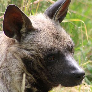 Striped hyena