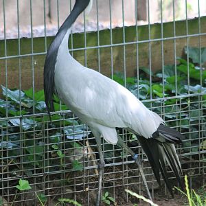Desmoiselle crane