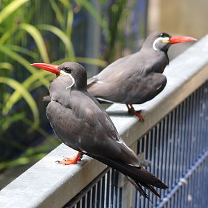 Inca terns