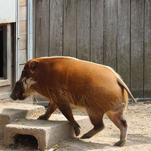 Red river hog