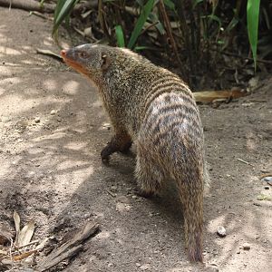 Banded mongoose