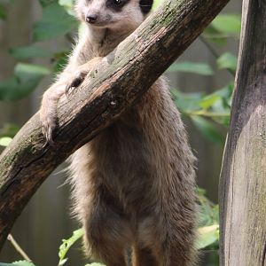 Meerkat