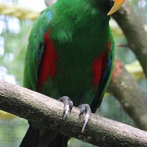 Eclectus parrot - male