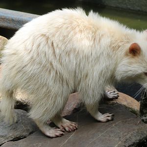 Albino Raccoon