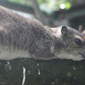 Yellow-spotted rock hyrax